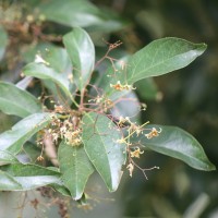 Sterculia lanceolata Cav.